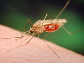 Some species of mosquitoes can carry the West Nile virus. (CANADIAN PRESS/File photo)