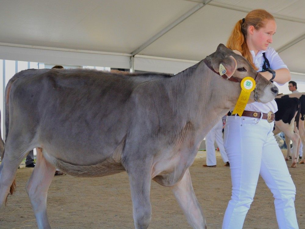 Dairy club completes busy month of calf shows