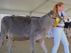 Molly King shows her calf at the Grand River Dairy Show.