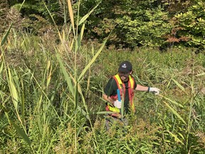 Alex Duszczyszyn a conservation technician with the Naturę Conservancy of Canada removes a phragmites plant from a ditch along Opinicon Road
