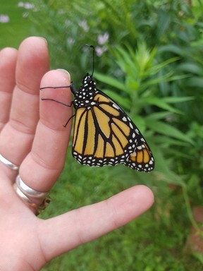Butterfly release returns