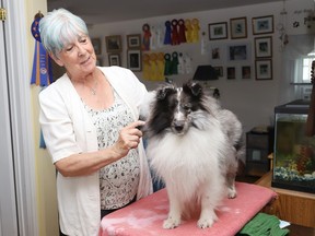 Sue O'Neill, show chair of the Sudbury and District Kennel Club championship dog shows, brushes Luna out at her home in Azilda, Ont. The shows will be held from September 15 to September 17 at the Toe Blake Memorial Arena in Coniston, Ont.