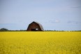 A barn stands out against a field of yellow canola southwest of Grimshaw, Alta. on Saturday, July 11, 2020.