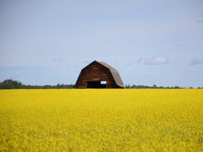 A barn stands out against a field of yellow canola southwest of Grimshaw, Alta. on Saturday, July 11, 2020.