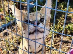 African serval cat missing in Killaloe area