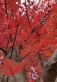 red maple
