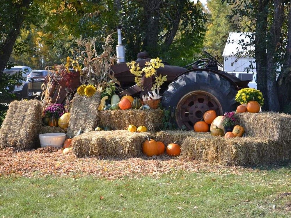 An outdoor display with pumpkins and tractor