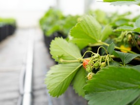 A College Boreal team will test whether is possible to grow berries in Canada's remote regions in a a sustainable and commercially viable way. Supplied