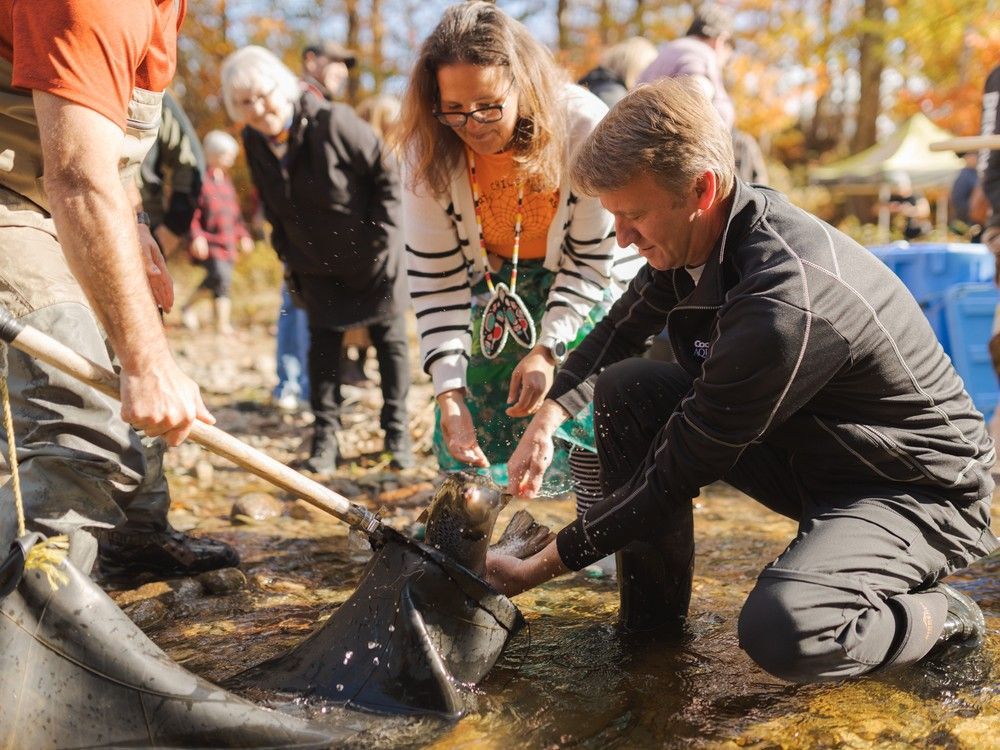 Wild salmon return to inner Bay of Fundy following Indigenous-led efforts  [audio] – NB Media Co-op