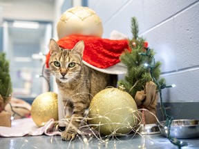 As part of the Humane Society of Kitchener-Waterloo and Stratford-Perth's 2023 Hope for the Holiday's Campaign, the organization is encouraging locals to help animals find their forever homes and help keep pets and their owners together in any way they can. Pictured is Potion, an eight-year-old cat currently available for adoption at the Kitchener-Waterloo shelter.