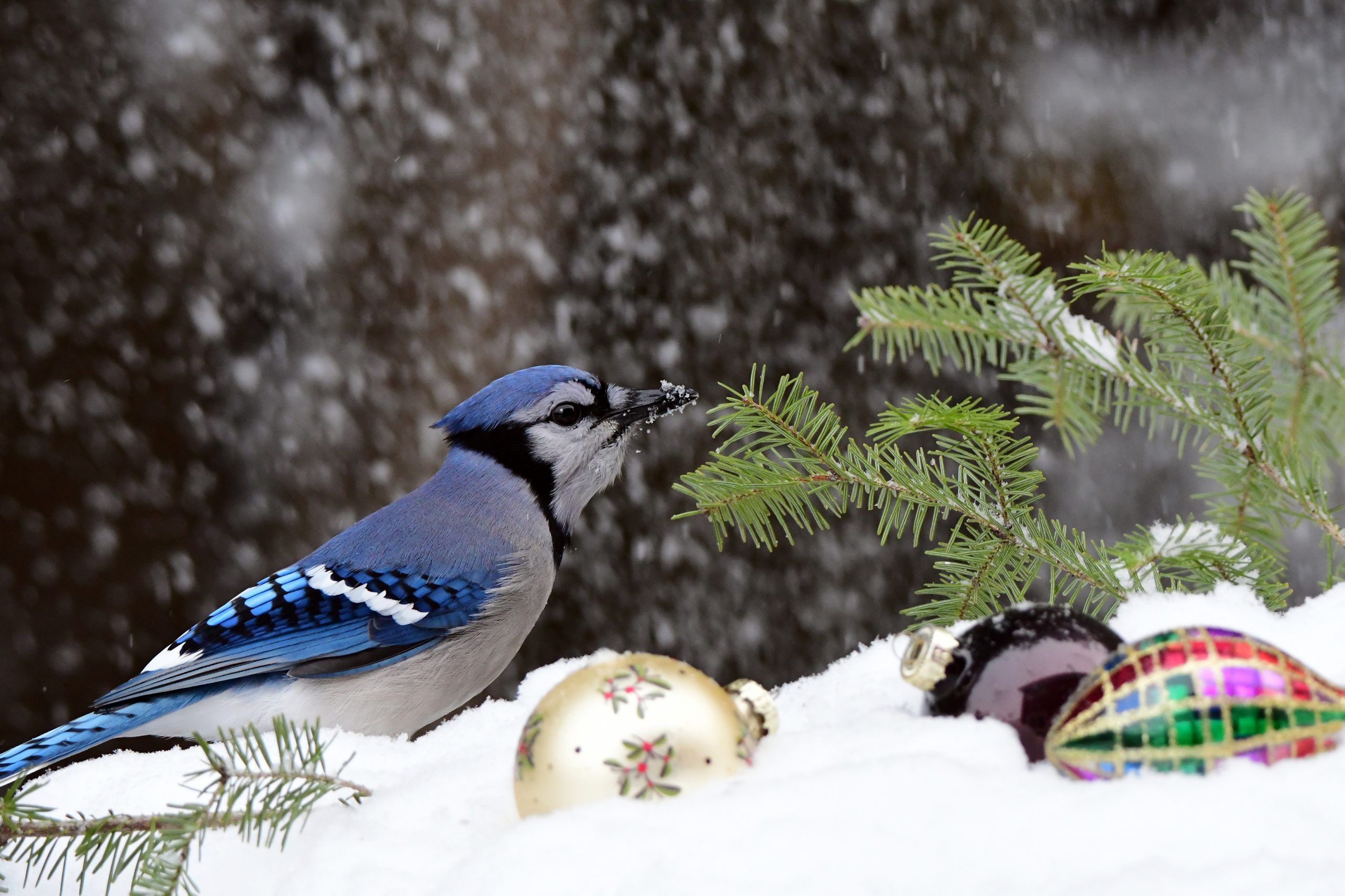 Birdwatch Main in Snow Birdwatch Main in Snow