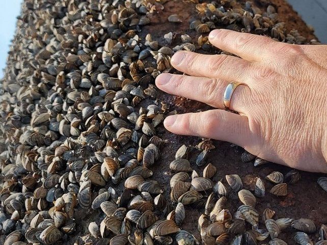 Zebra Mussels Find Their Way To Riding Mountain National Park | The ...