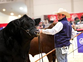 Kade Earley, of Earley Livestock near Strathroy, is seen here with Kade's Longmire. The 2,600-pound bull won the 2023 Simmental Bull Grand Champion at the 101st Royal Winter Fair in Toronto this month. (Supplied)