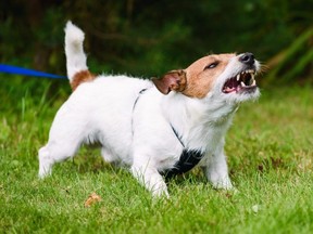 A Jack Russell Terrier, tethered on a leash, barks fiercely.
