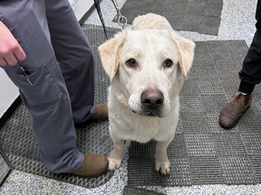 Twin, a two-year-old Retriever mix, who was on the run between Kingston and Amherstview for 17 days. He is back at the Kingston Humane Society and is in "surprisingly good" shape. (Photo supplied by the Kingston Humane Society)