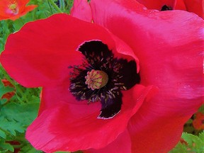 A bright red and wild poppy