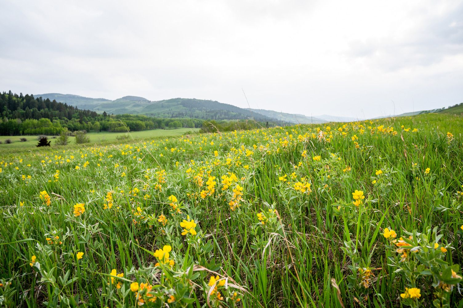 Three properties in the Porcupine Hills of southern Alberta are bodies conserved, the Nature Conservancy of Canada announced Tuesday, Nov 14, 2023. Photo supplied by Nature Conservancy of Canada