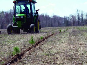 The St. Clair Region Conservation Authority administers tree planting programs available to landowners.