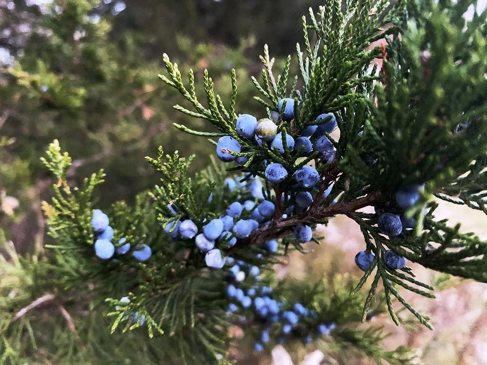 Christmas trees can be picked up Sault Star