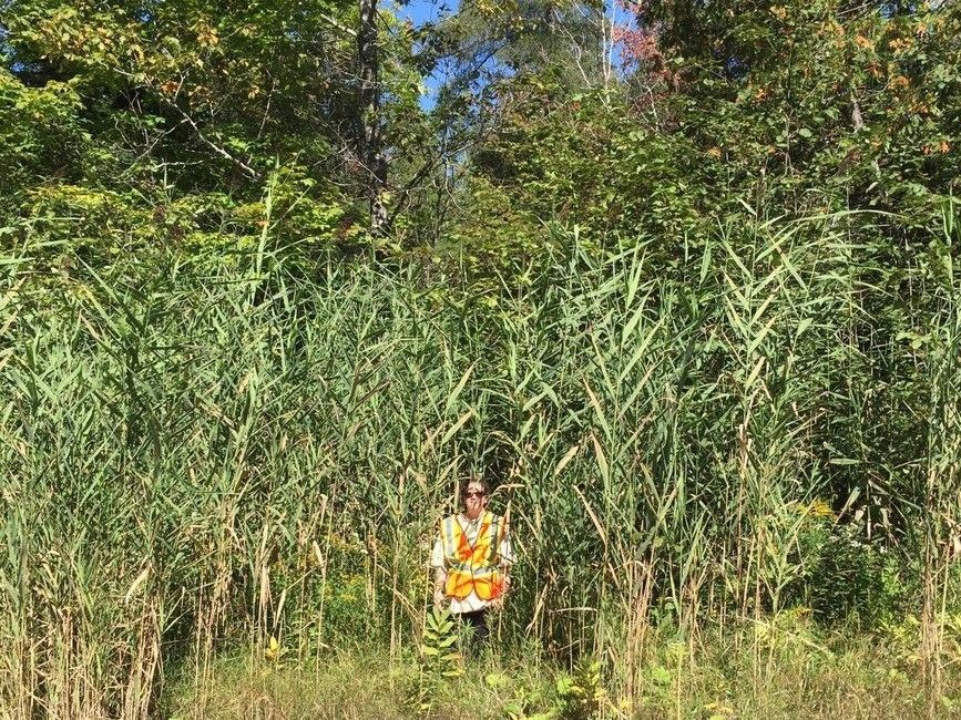 Lake Wahnapitae group wins grant to fight spread of invasive plant