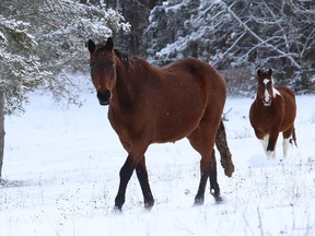 A pair of horses run through the snow