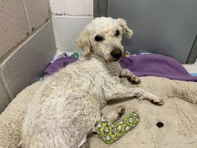 Toby, an eight-year-old dog, was recently medically surrendered to the Humane Society of Kitchener-Waterloo and Stratford-Perth's Stratford shelter.  Toby has a dislocated hip and multiple pelvic fractures, and will be receiving specialty surgery on Monday.  The local humane society is hoping to raise $6,000 for Toby's medical costs through an urgent-appeal campaign.
