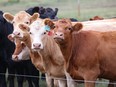 Beef cattle on an Alberta farm