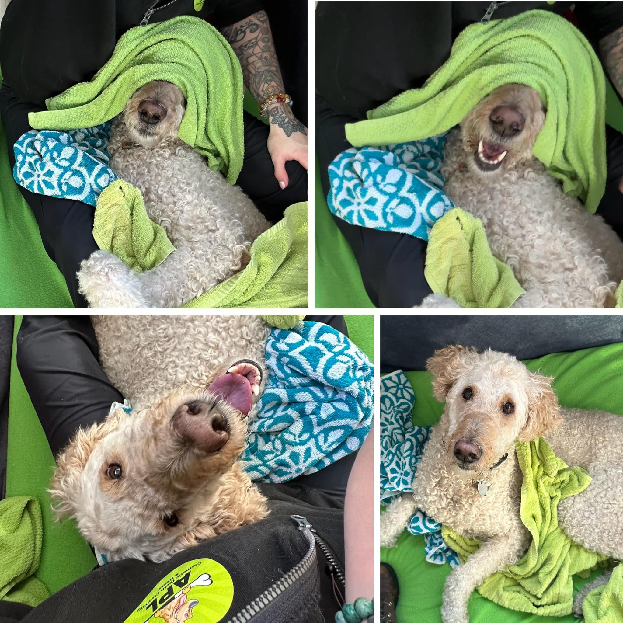 Barrie duo came to North Bay to offer dogs a 'breath of fresh air