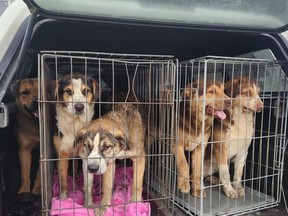 Twelve dogs roaming country roads just outside of Port Dover, Ontario on Saturday, December 2, 2023, have been rounded up by Hillside Kennels Animal Control and will be assessed for adoptability.