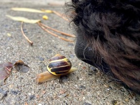 A snail bravely crosses a wet sidewalk in Kingston, Ont., as a passing dog gives it a quick sniff on Friday, October 6, 2023.
