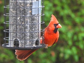 A brilliant red cardinal
