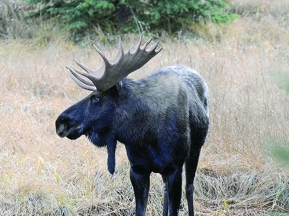 Annual aerial inventory of moose population underway Northern News