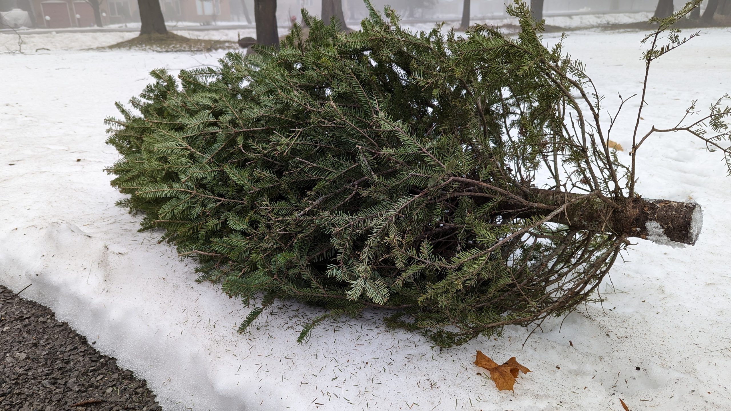 Put Christmas trees to curb or at dropoff site The Napanee Guide
