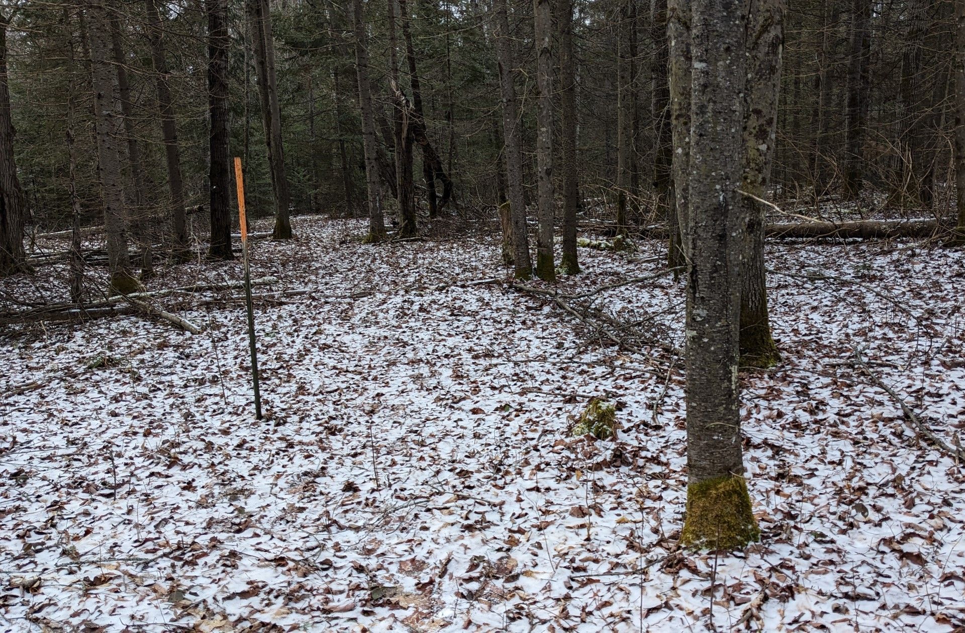 Warm weather and rain keeps snow away for North Bay residents | North ...