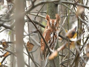 An Eastern Screech Owl observed during the Kincardine Christmas Bird Count on Dec. 14, 2023. Kiah Jasper photo