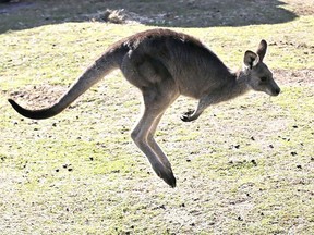 A kangaroo, similar to this one seen in a 2016 file photo, was recaptured quickly after escaping Greenview Aviaries in Morpeth Tuesday.  Chatham-Kent police say.  (Rob Griffith/The Associated Press)