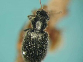 A tooth-necked fungus beetle is among several biocontrol tools aimed at controlling forest pests in Atlantic Canada.