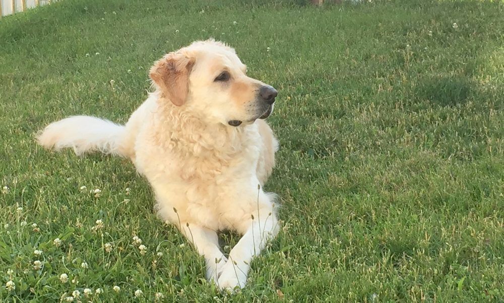 'It's not sustainable': Its a Dogs Life on Kenora's rescue situation ...