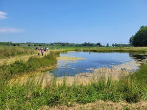 Participants explore a wetland