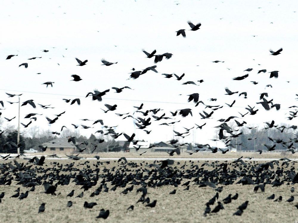 Intelligence of these birds is something to crow about
