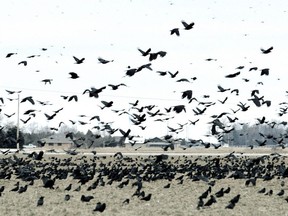Crows fly over Southwestern Ontario in this Postmedia file photo
