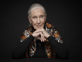Dr. Jane Goodall is making a return trip to Brantford in April.