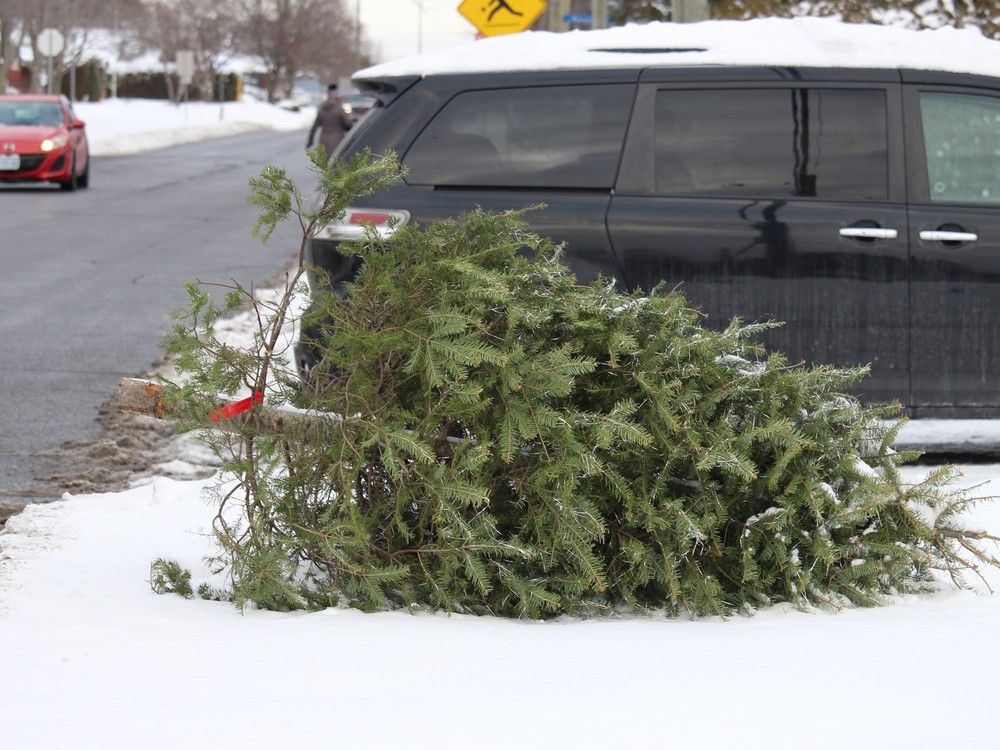 Cornwall and area Christmas trees can go to the curb, or your backyard