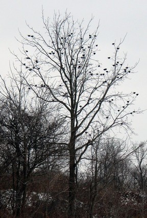 A murmuration of starlings