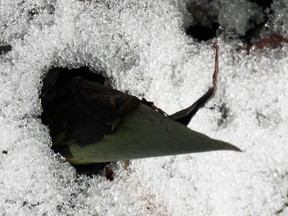 Skunk cabbage