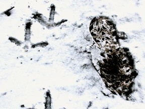 Wild turkey tracks