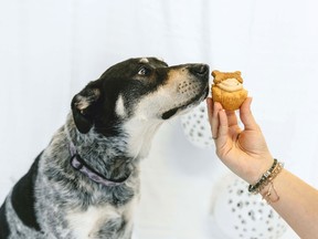 Ontario SPCA cupcake day