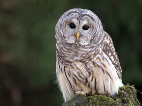 Barred Owl Birdwatch