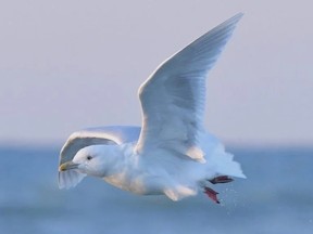 Leduc Spring Bird Count runs June 2 to 9 Leduc Spring Bird Count runs June 2 to 9