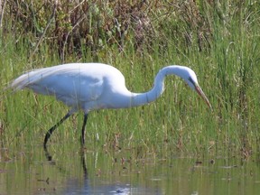 Ruth Farquhar remembers well the day she and Barbara Jean Erskine snapped this photo of an egret, which is not that common on Manitoulin Island. Supplied